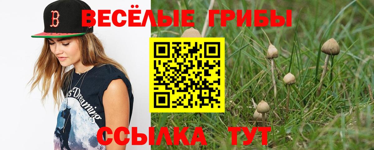 Выборг  Псилоцибиновые грибы Psilocybine cubensis  Вход с VPN 
