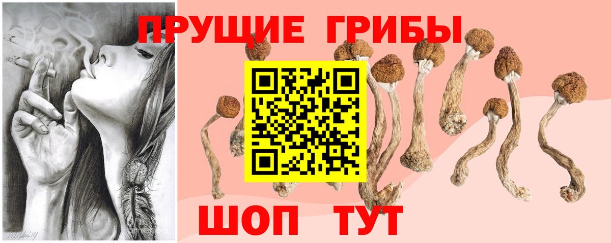 Галлюциногенные грибы Psilocybine cubensis Выборг